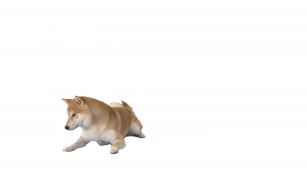 Shiba inu cachorro caminando lejos en blanco fondo. — Vídeos de Stock