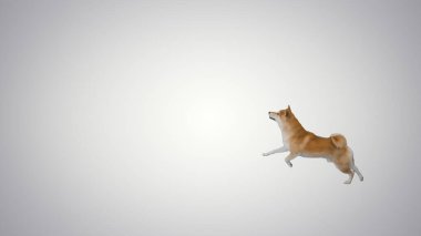 Mutlu shiba inu köpek yavrusu gradyan arka planda çalışıyor.