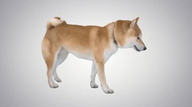 Kırmızı Shiba Inu Köpeği gradyan arka planda yürüyor.