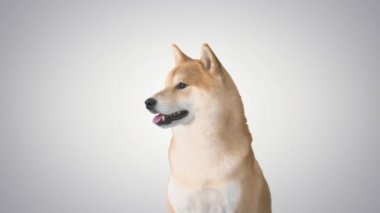 Kırmızı shiba inu köpek yavrusu gradyan arka planda yürüyor.