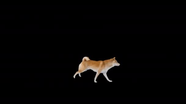 Shiba inu cucciolo in esecuzione felice, Alpha Channel — Video Stock