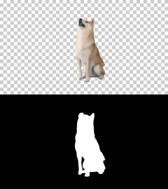 Shiba Inu 'nun kırmızı köpeği, Silhouett ile Alfa Kanalı' nı yönetiyor.