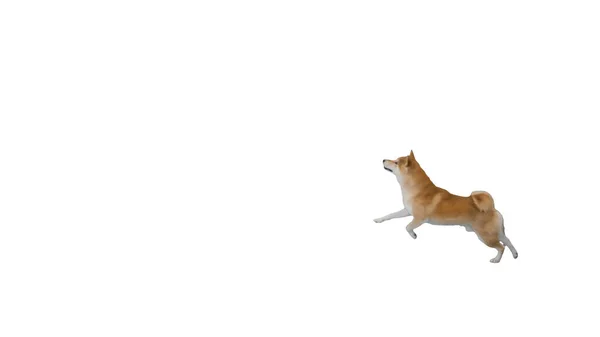 Happy shiba inu puppy running on white background. — Stock Photo, Image