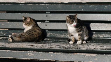 Bir bankta iki kedi.