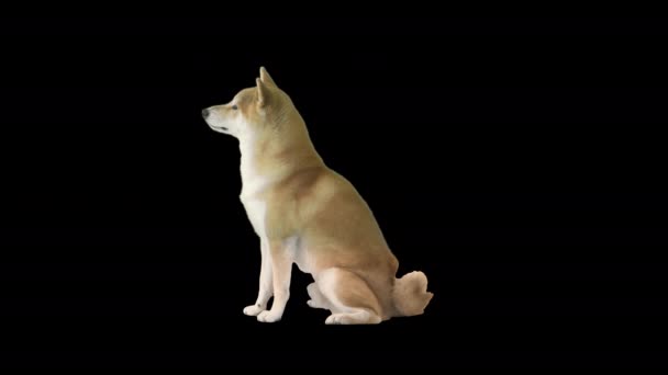 Hermoso cachorro shiba inu sentado, Alpha Channel — Vídeos de Stock