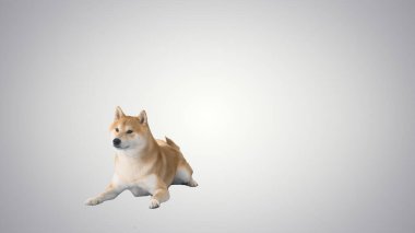 Shiba inu köpek yavrusu gradyan arka planda yürüyor.