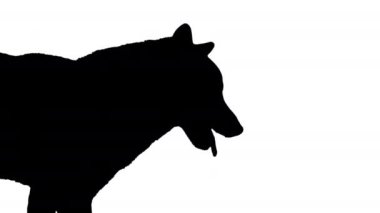 Yürüyen Shiba inu kırmızı köpek, Alfa Kanalı