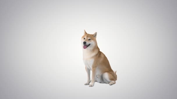 Adorabile piccolo shiba inu seduto vicino alla palla in attesa di qualcuno con cui giocare su sfondo sfumato. — Video Stock