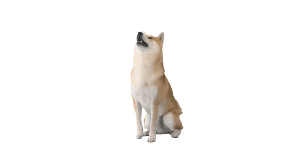 Shiba Inu roter Hund führt Kommando auf weißem Hintergrund aus. — Stockfoto