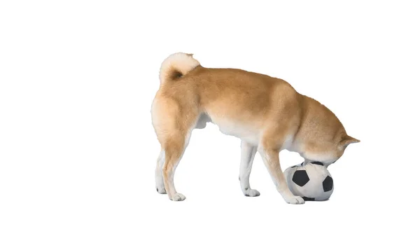 Shiba Inu jogando bola de futebol no fundo branco. — Fotografia de Stock