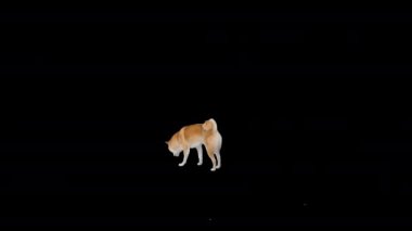 Şirin Shiba inu yavrusu yemek ve yemek arıyor, Alfa Kanalı.