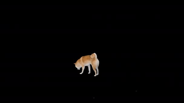 Carino shiba inu cucciolo alla ricerca di cibo e mangiare, Alpha Channel — Video Stock