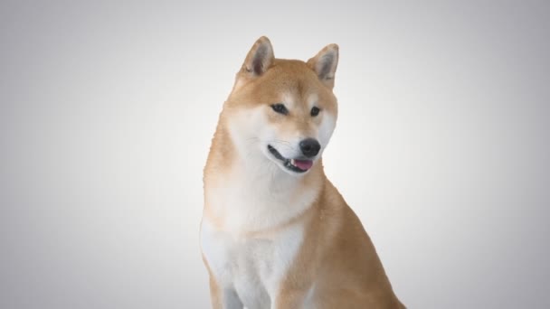 Shiba Inu assis et regardant autour sur fond de gradient. — Video