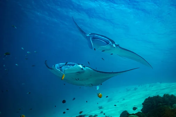 Manta ışınları sualtı Komodo Ulusal Parkı