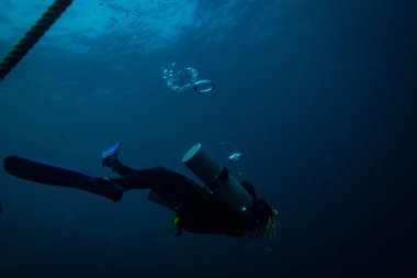 Koh Tao adası yakınlarında dalgıç sualtı