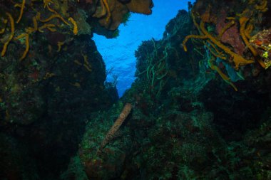 Cozumel Adası, Karayip Denizi güzel renkli mercan