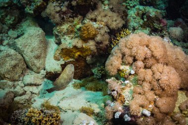 gece güzel coral reef Kızıldeniz, sharm el sheikh, Mısır