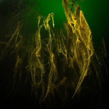 Ukrayna nehrin dibini doğası