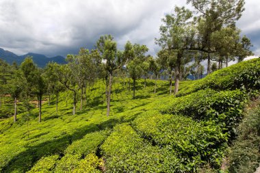 yeşil güzel çay plantasyon içinde Hindistan, il Kerala