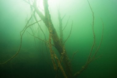 yeşil suda dalların sualtı çekim