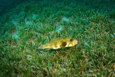 Tropikal balık coral reef Kızıldeniz, Sharm el Sheikh, Mısır arka plan üzerinde