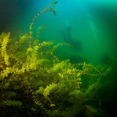 Ukrayna nehrin dibini doğası