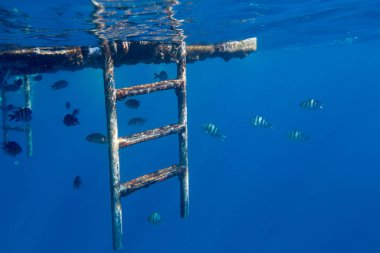 Başçavuş balıklar Kızıldeniz, sharm el sheikh, Mısır, mavi su