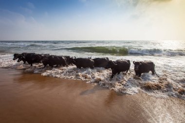 Hint Okyanusu'nda yüzme inekler