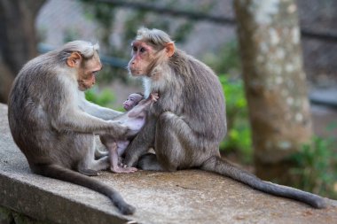 Aile maymun bir Hint rezerv