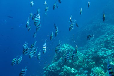 Başçavuş balıklar Kızıldeniz, sharm el sheikh, Mısır, mavi su