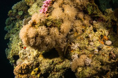 Kızıldeniz kayalıkta denizyıldızı