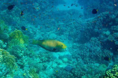 Rusty papağan balık mercan red sea, Mısır