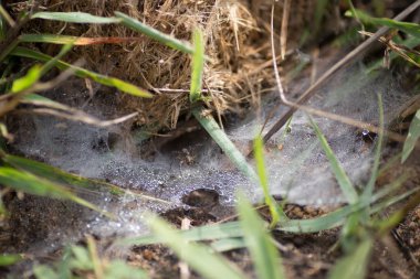 doğal görünümünü tarihi: Hindistan eyaleti