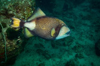 güzel büyük Triggerfish yakınındaki Adası Koh Tao, Tayland
