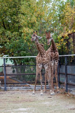 Zürafalar kaç Kırım safari park içinde
