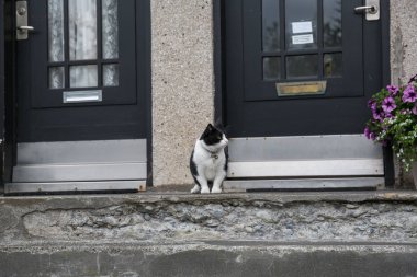 Reykjavik bir evde verandada oturan kedi