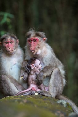 Maymunları ormanın içinde oturan ailesi