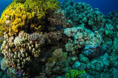 Güzel mercan kayalığı Kızıldeniz, sharm el sheikh, Mısır