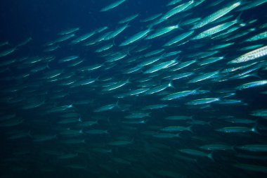 Barracuda Koh Tao Island, Tayland yakınındaki okul