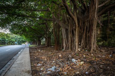 asya'da güzel orman manzara çekim