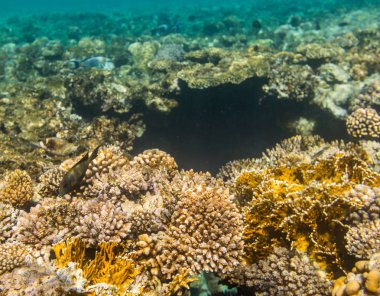 Güzel mercan içinde Kızıldeniz, sharm el sheikh, Mısır renkli.