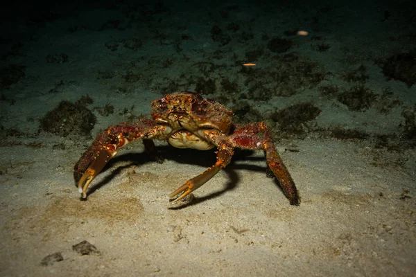 Underwater Shoot Ocean Flora Fauna Bali Indonesia — Stock Photo, Image