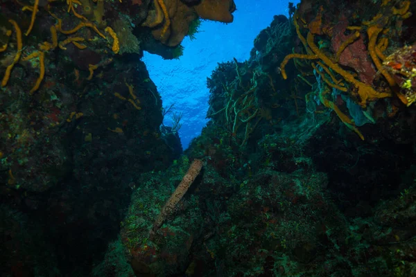 加勒比海科祖梅尔岛美丽的彩色珊瑚礁 — 图库照片