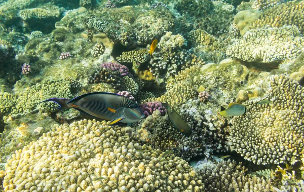 Sohal Surgeonfish Στο Παρασκήνιο Κοραλλιογενών Υφάλων Στην Ερυθρά Θάλασσα Σαρμ — Φωτογραφία Αρχείου