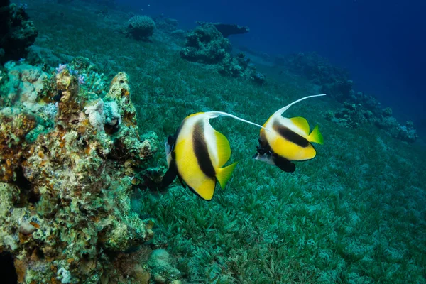 Dois Peixes Borboleta Recife Coral — Fotografia de Stock
