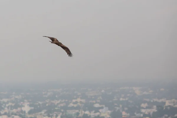 Örnen Flyger Över Takåsarna Den Indiska Staden Madurai — Stockfoto