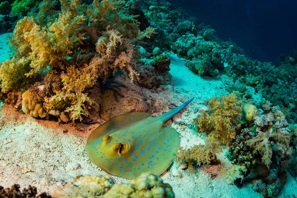 Stingray Rafy Koralowej Sharm Sheih Red Sea Egipt — Zdjęcie stockowe