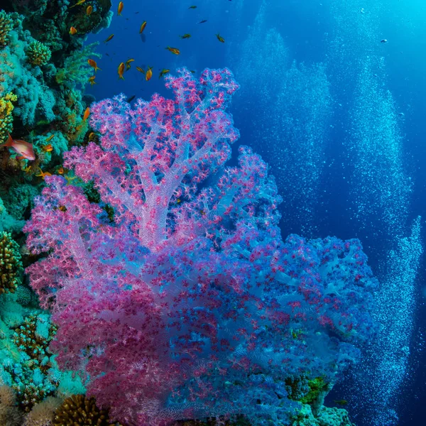 Beautiful Coral Reef Red Sea Sharm Sheikh Egypt — Stock Photo, Image