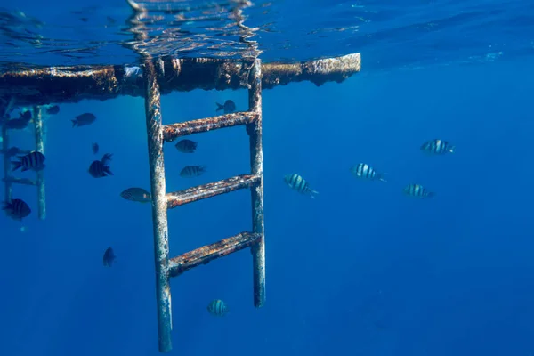 Ταγματάρχης Λοχιών Ψάρια Στα Νερά Της Ερυθράς Θάλασσας Σαρμ Σέιχ — Φωτογραφία Αρχείου