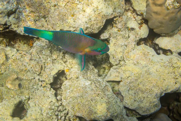 Rusty Parrot Fisk Korallrev Röda Havet Egypten — Stockfoto